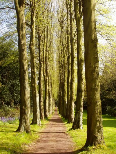 Lady Lucy's Walk, one of the highlights of the Gardens...